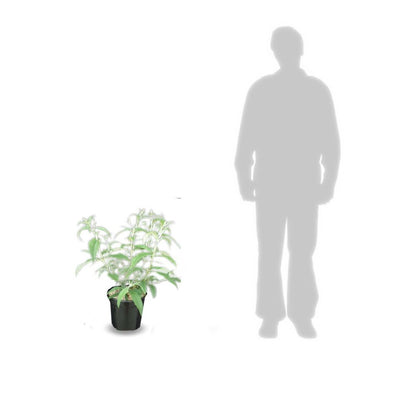  Arbre Aux Papillons Davidii Nanho Blue/pot De 7,5l - 40/60 Cm