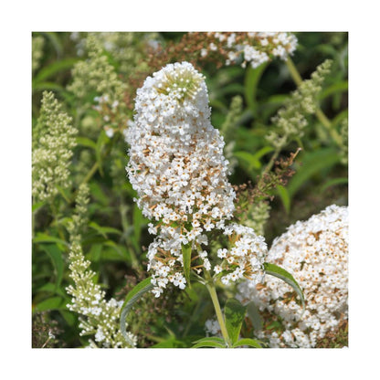  Arbre Aux Papillons Davidii White Profusion/pot De 4l - 40/60 Cm