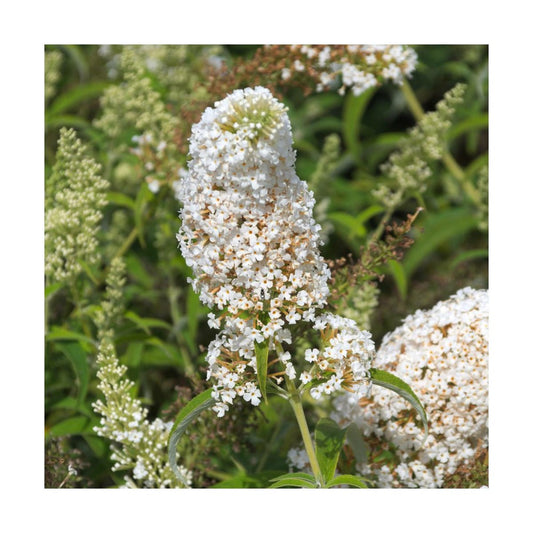  Arbre Aux Papillons Davidii White Profusion/pot De 4l - 40/60 Cm