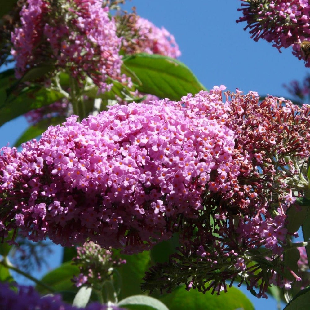  Arbre Aux Papillons Davidii Pink Delight/pot De 4l - 40/60 Cm