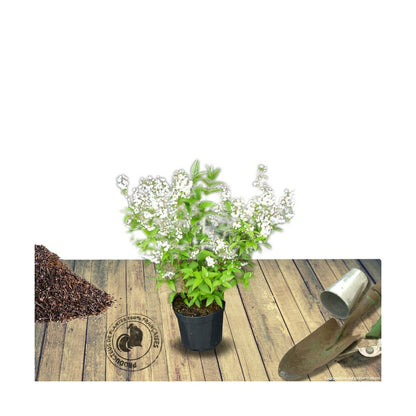  Deutzie X Magnifica/pot De 4l - 40/60 Cm