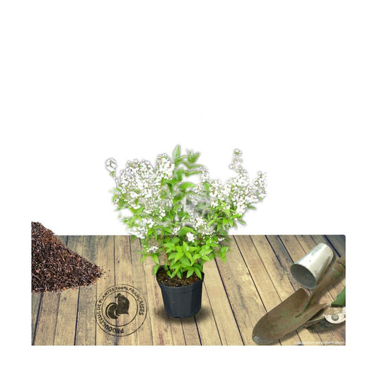  Deutzie X Magnifica/pot De 4l - 40/60 Cm