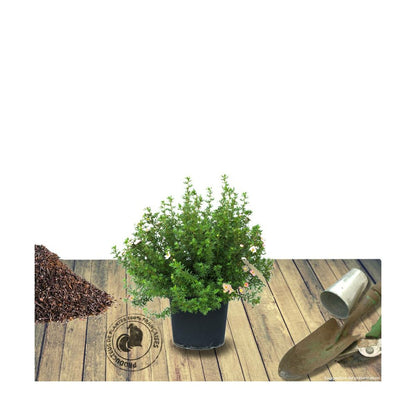  Potentille Fruticosa Red Ace/pot De 3l - 40/60 Cm