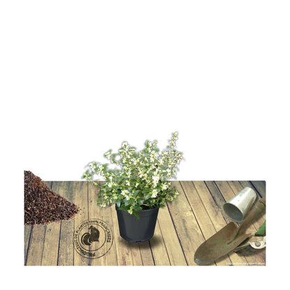  Osmanthe Heterophyllus/pot De 3l - 40/60 Cm
