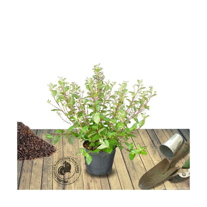  Ceanothe Delilianus Gloire De Versailles/pot De 7,5l - 40/60 Cm