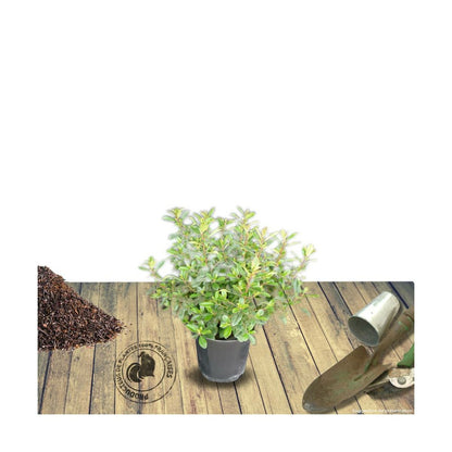  Escallonia X Donard Radiance/pot De 3l - 20/40 Cm