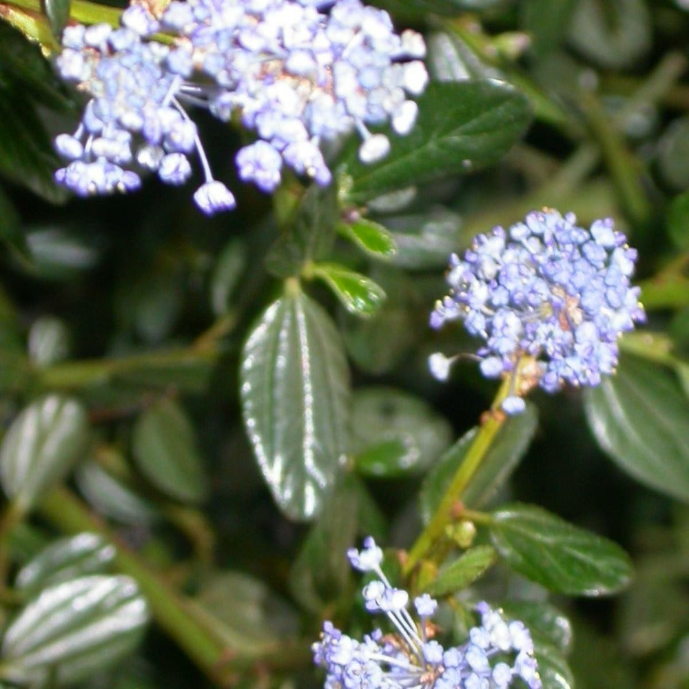  Ceanothe Thyrsiflorus Var. Repens/pot De 3l - 20/40 Cm