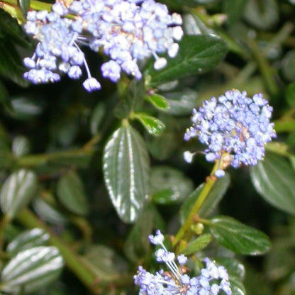  Ceanothe Thyrsiflorus Var. Repens/pot De 3l - 20/40 Cm