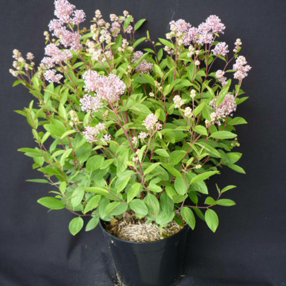  Ceanothe Pallidus Marie Simon/pot De 7,5l - 40/60 Cm