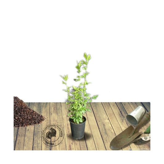  Hibiscus Syriacus French Cabaret® Red 'mindour1'/pot De 4l