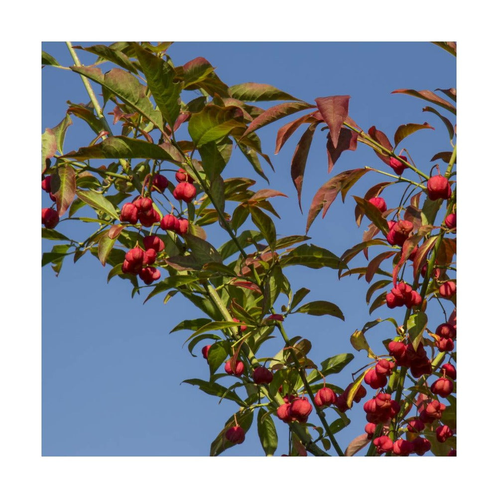  Fusain D'europe Europaeus/pot De 3l - 40/60 Cm