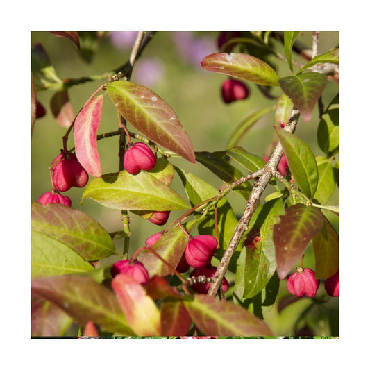  Fusain D'europe Europaeus/pot De 3l - 40/60 Cm
