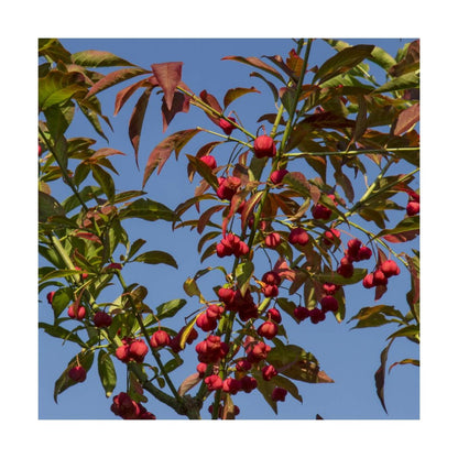  Fusain D'europe Europaeus/pot De 3l - 40/60 Cm