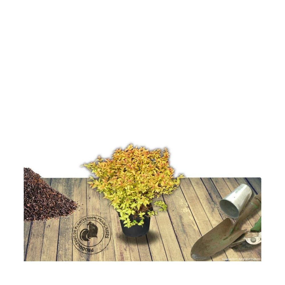  Spirée Japonica Golden Princess/pot De 3l - 20/40 Cm