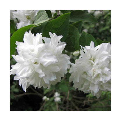  Seringat Virginal Minnesota Snowflake/pot De 4l - 40/60 Cm