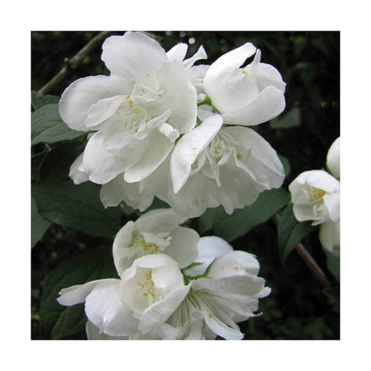  Seringat Virginal Minnesota Snowflake/pot De 4l - 40/60 Cm