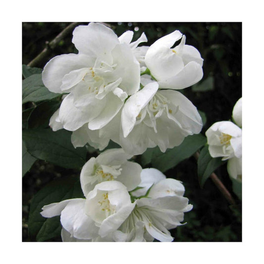  Seringat Virginal Minnesota Snowflake/pot De 4l - 40/60 Cm