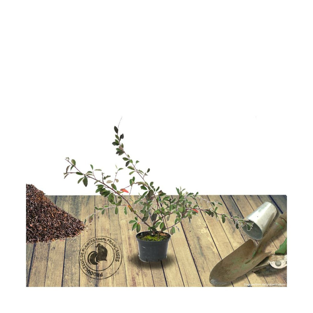  Cotoneaster Lacteus/pot De 3l - 40/60 Cm