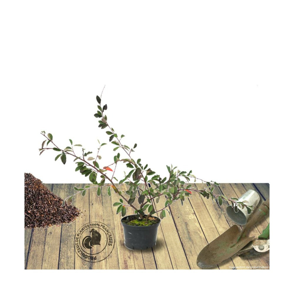  Cotoneaster Lacteus/pot De 7,5l - 60/80 Cm