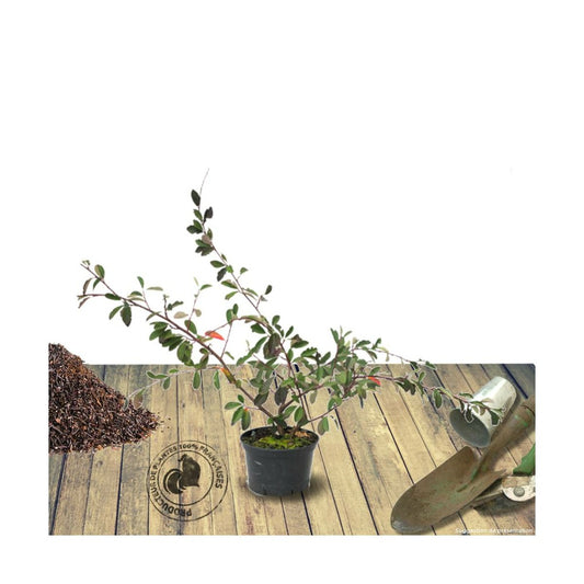  Cotoneaster Lacteus/pot De 7,5l - 60/80 Cm