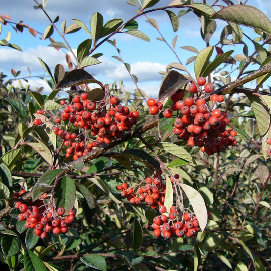  Cotoneaster Lacteus/pot De 7,5l - 60/80 Cm
