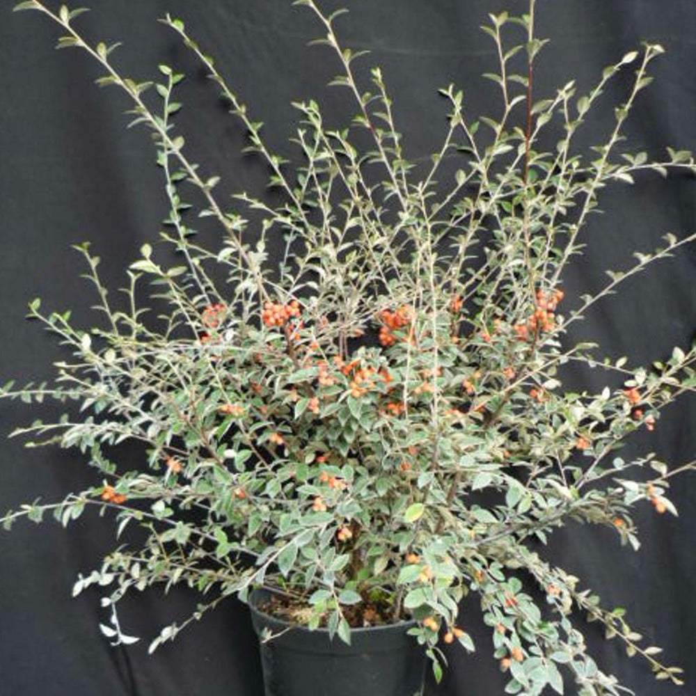  Cotoneaster Franchetti/pot De 7,5l - 60/80 Cm