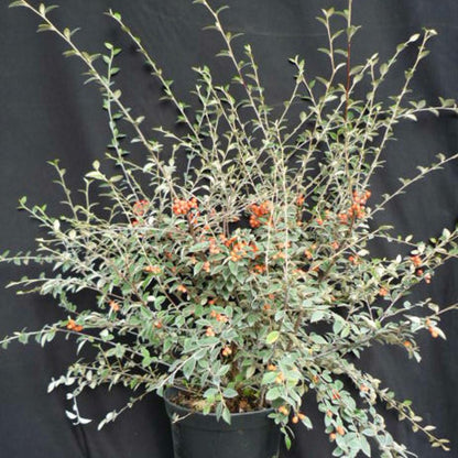  Cotoneaster Franchetti/pot De 7,5l - 60/80 Cm