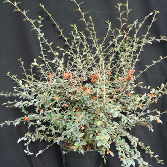  Cotoneaster Franchetti/pot De 7,5l - 60/80 Cm