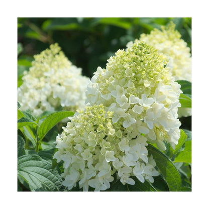  Hortensia Paniculata Silver Dollar/pot De 4l - 40/60 Cm