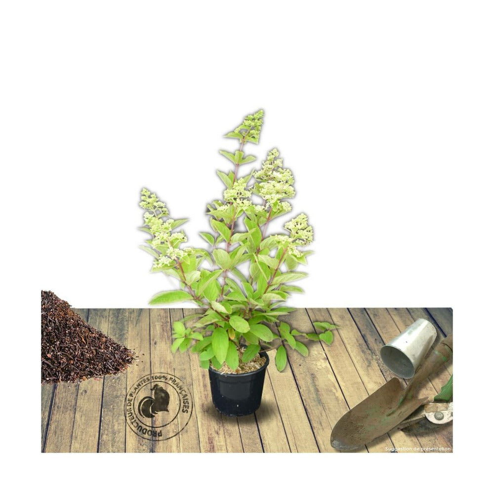  Hortensia Paniculata Silver Dollar/pot De 4l - 40/60 Cm