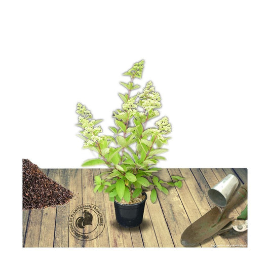  Hortensia Paniculata Silver Dollar/pot De 4l - 40/60 Cm