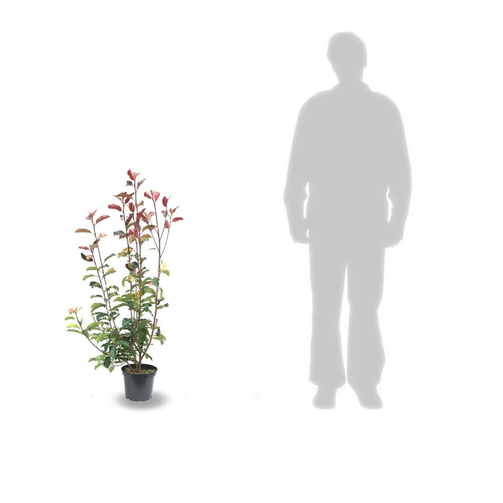  Photinia X Fraseri Red Robin/pot De 5l - 80/100 Cm