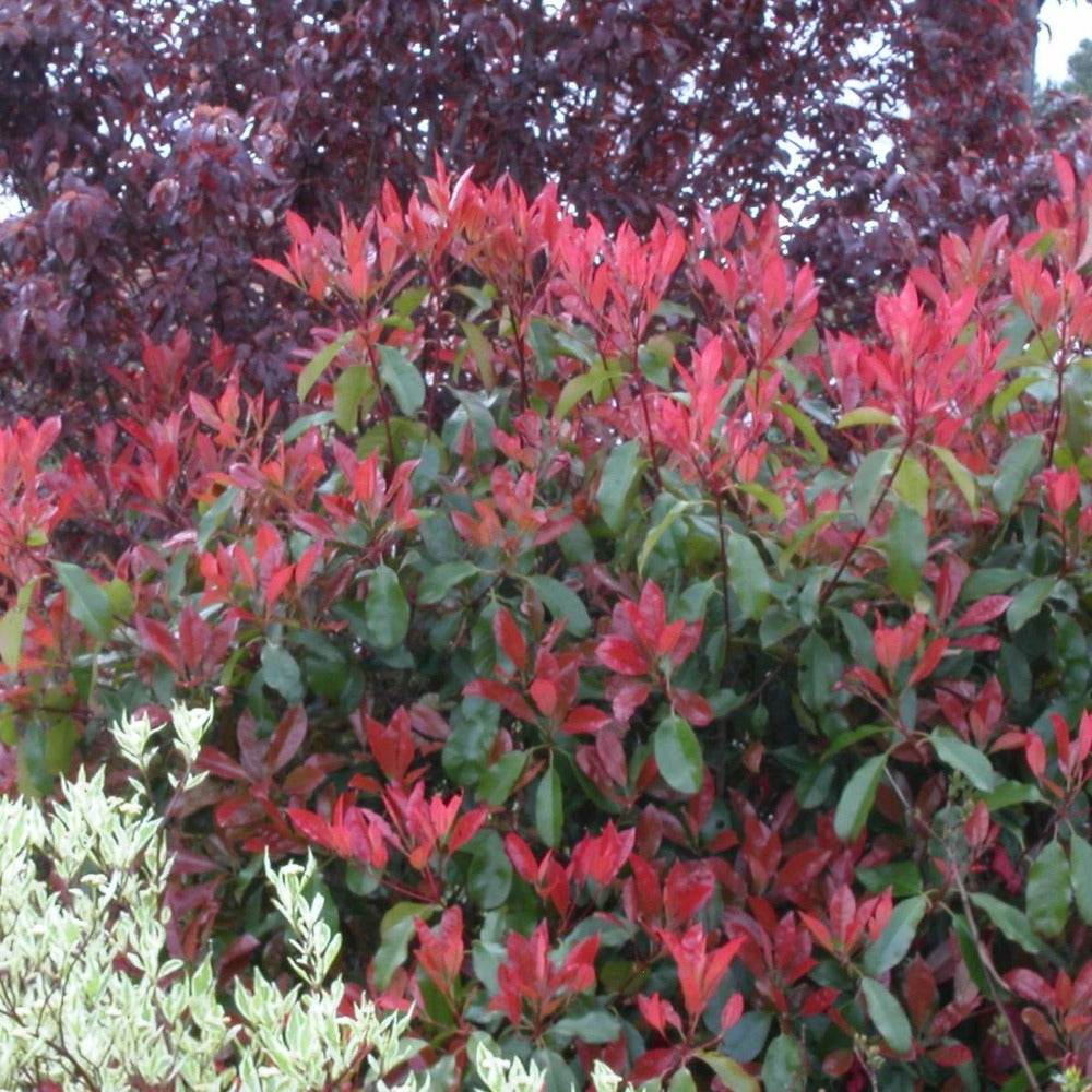  Photinia X Fraseri Red Robin/pot De 5l - 80/100 Cm