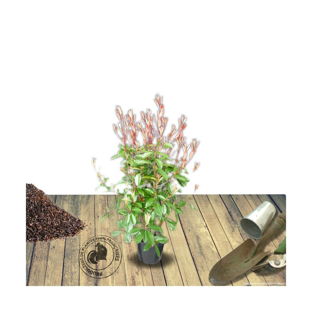  Photinia X Fraseri Red Robin/pot De 5l - 80/100 Cm