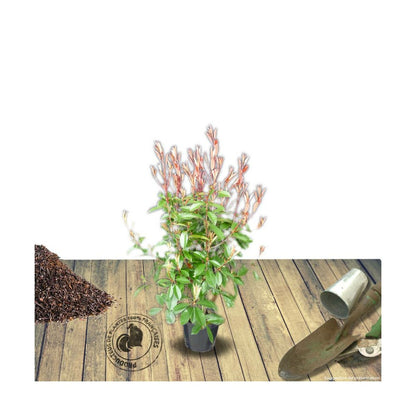  Photinia X Fraseri Red Robin/pot De 5l - 80/100 Cm