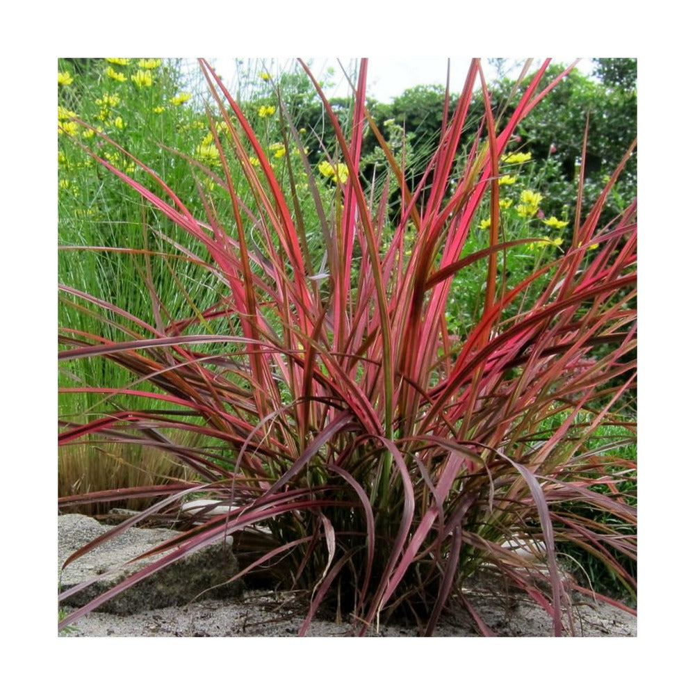  Herbe Aux écouvillons Setaceum Firework/pot De 3l - 20/40 Cm