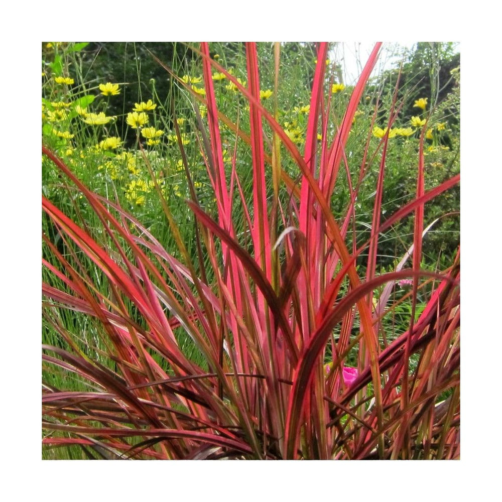  Herbe Aux écouvillons Setaceum Firework/pot De 3l - 20/40 Cm