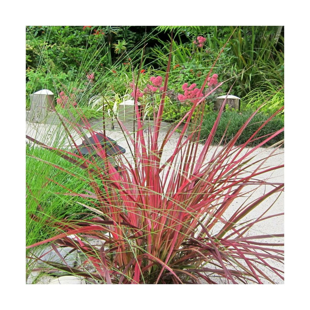  Herbe Aux écouvillons Setaceum Firework/pot De 3l - 20/40 Cm