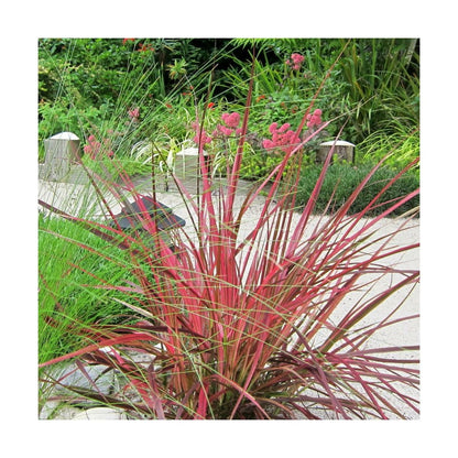  Herbe Aux écouvillons Setaceum Firework/pot De 3l - 20/40 Cm