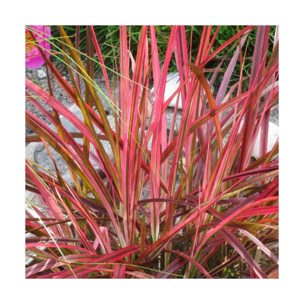 Herbe Aux écouvillons Setaceum Firework/pot De 3l - 20/40 Cm