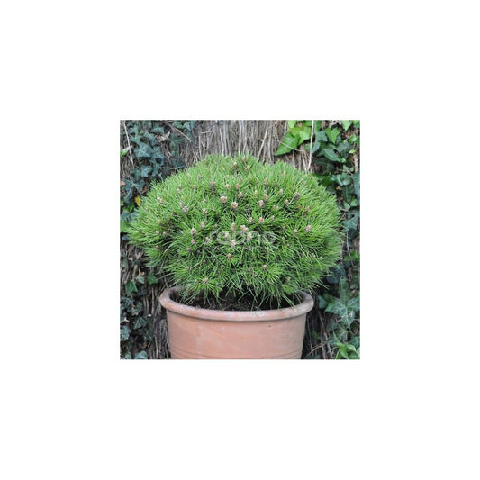 Pin Noir Nigra Marie Bregeon®/pot De 3l - 20/40 Cm