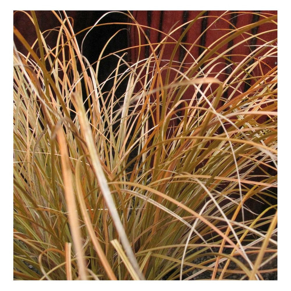  Laîche Testacea Prairie Fire/pot De 2 L - 40/60 Cm