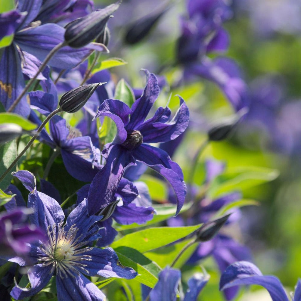  Clématite Integrifolia Saphyra® Indigo 'cleminov 51'/pot De 1,5l - Tuteur Bambou 30/60 Cm