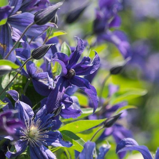  Clématite Integrifolia Saphyra® Indigo 'cleminov 51'/pot De 1,5l - Tuteur Bambou 30/60 Cm