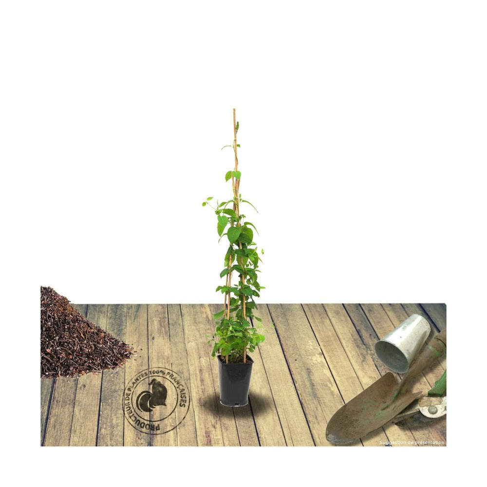  Chèvrefeuille Similis Var. Delavayi/pot De 3l - Echelle Bambou 60/120 Cm