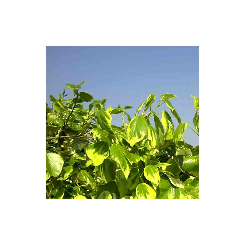  Lierre Des Colchide Colchica Dentata Variegata/pot De 3l - Echelle Bambou 60/120 Cm