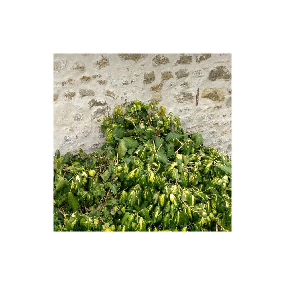  Lierre Des Colchide Colchica Dentata Variegata/pot De 3l - Echelle Bambou 60/120 Cm