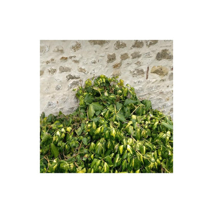  Lierre Des Colchide Colchica Dentata Variegata/pot De 3l - Echelle Bambou 60/120 Cm
