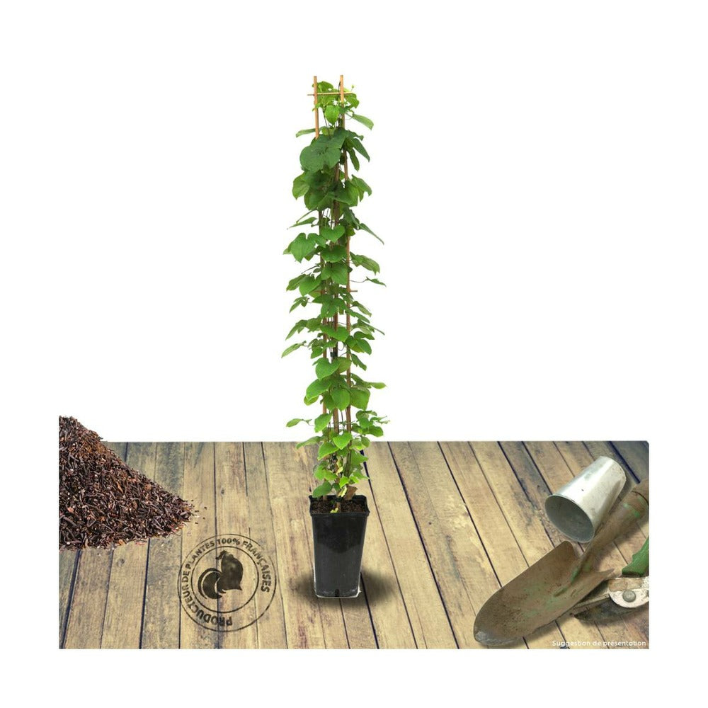  Clématite Vyvyan Pennell/pot De 1,5l - Tuteur Bambou 30/60 Cm
