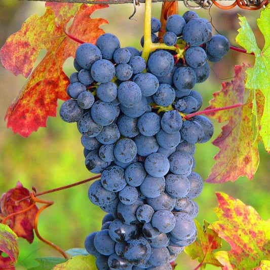  Vigne Vinifera Ampelia® Aladin/pot De 3l - 60/120 Cm